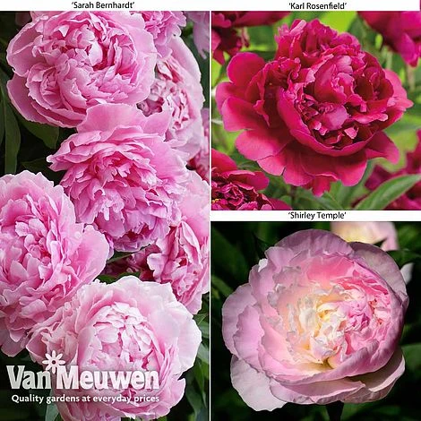 Peony Collection 3 Peony Collection