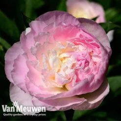 Peony Collection 9 Peony Collection -Flower Plants Shop PEO V73269 C