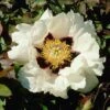Tree Peony Rockii -Flower Plants Shop PEON V13532 A h