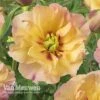 Peony Itoh 'Canary Brilliants' -Flower Plants Shop PEON V81262 A