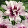 Peony Itoh 'Cora Louise' 1 Peony Itoh 'Cora Louise' -Flower Plants Shop PEON V81264 A