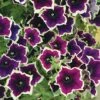 Petunia 'Cascadia Rim Magenta' 1 Petunia 'Cascadia Rim Magenta' -Flower Plants Shop PETU V48226 A h