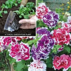 Petunia 'Orchid-Flowered Mixed' F1 Hybrid Success Kit -Flower Plants Shop PETU V59905 A1