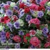 Petunia 'Frills & Spills™ Mixed' -Flower Plants Shop PETU VKA1199 A1