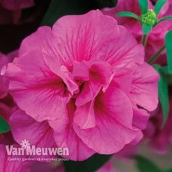 Petunia 'Frills & Spills™ Mixed' -Flower Plants Shop PETU VKA1199 F