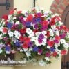 Petunia 'Surfinia' Pre-Planted Basket -Flower Plants Shop PETUNIA vka6779 A1