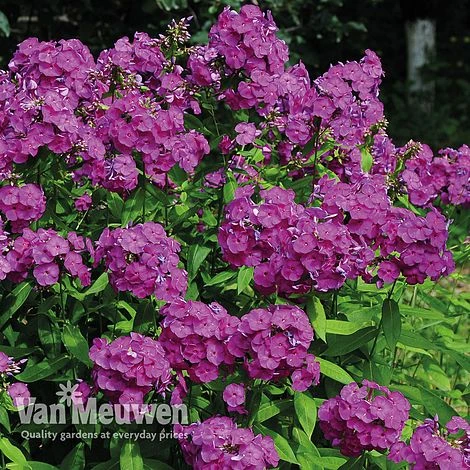 Phlox 'Nicky' 4 Phlox 'Nicky' - Image 2