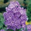 Phlox 'Laura' 2 Phlox 'Laura' -Flower Plants Shop PHLO V66455 A h