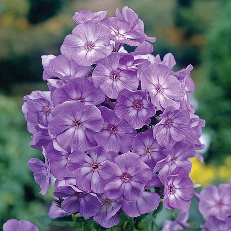 Phlox 'Laura' 3 Phlox 'Laura'
