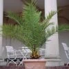 Phoenix Palm -Flower Plants Shop PHOE V18226 A h