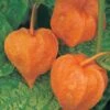 Physalis Alkekengi Var. Franchetii -Flower Plants Shop PHYS V65784 A h
