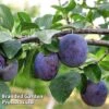 Plum Black Amber (Mini Fruit Tree) -Flower Plants Shop PLUM T10632 A