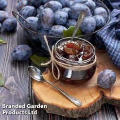 Plum Black Amber (Mini Fruit Tree) -Flower Plants Shop PLUM T10632 D