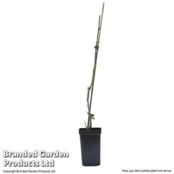Plum Black Amber (Mini Fruit Tree) -Flower Plants Shop PLUM T10632 E