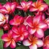Plumeria 'Red' 2 Plumeria 'Red' -Flower Plants Shop PLUM V70598 A h