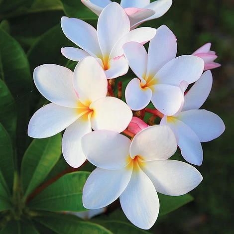 Plumeria 'White' 3 Plumeria 'White'