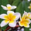 Plumeria 'Yellow' -Flower Plants Shop PLUM V70600 A h