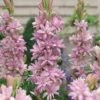 Polianthes Tuberosa 'Pink Sapphire' -Flower Plants Shop POLI V49118 A h