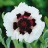 Poppy 'Royal Wedding' -Flower Plants Shop POPP V59516 A h