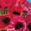 Poppy 'Fruit Punch' -Flower Plants Shop POPP V65698 A h