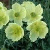 Poppy 'Pacino' -Flower Plants Shop POPP V65700 A h