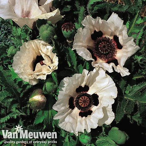 Poppy 'Checkers' 3 Poppy 'Checkers'