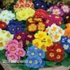 Primrose 'Alaska Improved Mixed' -Flower Plants Shop PRIM V11457 A