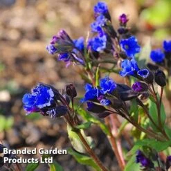 Pulmonaria 'Blue Ensign' -Flower Plants Shop PULM T62252 C