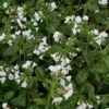 Pulmonaria 'Sissinghurst White' -Flower Plants Shop PULM V59668 A h