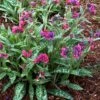 Pulmonaria 'Raspberry Splash' 2 Pulmonaria 'Raspberry Splash' -Flower Plants Shop PULM V63488 A h