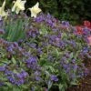 Pulmonaria 'Trevi Fountain' -Flower Plants Shop PULM V63490 A h