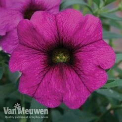 New Products -Flower Plants Shop Petunia Non Stick Blue supp 7