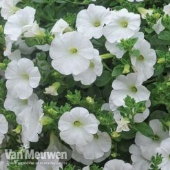 Petunia 'Surfinia' Pre-Planted Basket -Flower Plants Shop Petunia Surfinia White TMHF 8