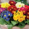 Polyanthus 'Crescendo' 1 Polyanthus 'Crescendo' -Flower Plants Shop Polyanthus Crescendo