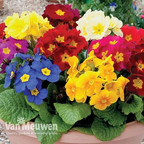 Polyanthus 'Crescendo' 3 Polyanthus 'Crescendo'