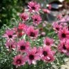 Rhodanthemum 'Pretty In Pink' -Flower Plants Shop RHOD V64398 A h