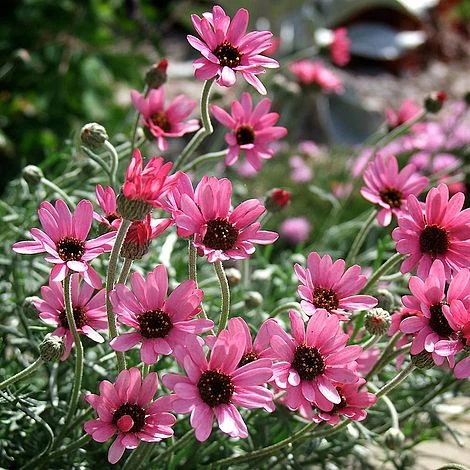 Rhodanthemum 'Pretty In Pink' 3 Rhodanthemum 'Pretty In Pink'