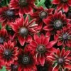 Rudbeckia Hirta 'Cherry Brandy' -Flower Plants Shop RUDB 69017V A h