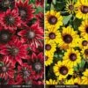 Rudbeckia Collection -Flower Plants Shop RUDB V52751 A h