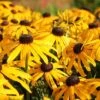 Rudbeckia Fulgida 'Early Bird Gold' -Flower Plants Shop RUDB V58784 A h
