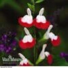 Salvia 'Hot Lips' 2 Salvia 'Hot Lips' -Flower Plants Shop SALV V59108 A