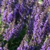 Salvia Nemorosa 'Marcus' -Flower Plants Shop SALV V59672 A h