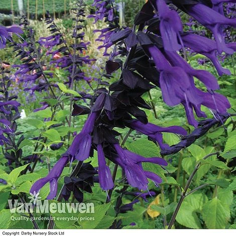 Salvia 'Amistad' 4 Salvia 'Amistad' - Image 2