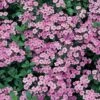 Saponaria Ocymoides -Flower Plants Shop SAPO V65840 A h