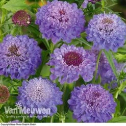 Scabious 'Blue Note' 7 Scabious 'Blue Note' -Flower Plants Shop SCAB V11581 A1