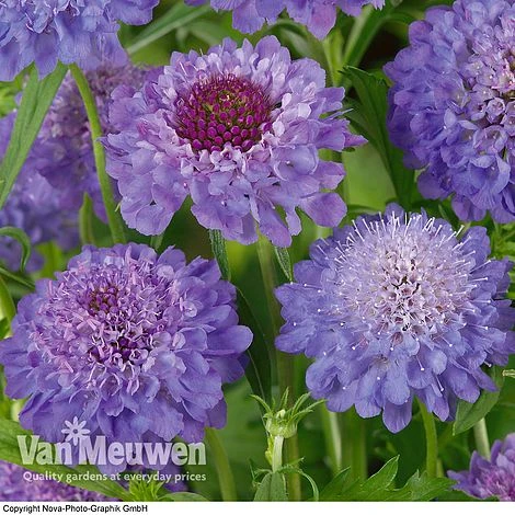 Scabious 'Blue Note' 5 Scabious 'Blue Note' - Image 3