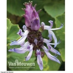 Coleus Canina 'Scaredy Cat' -Flower Plants Shop SCAR VKA0115 C