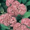Sedum 'Matrona' -Flower Plants Shop SEDU V59325 A h
