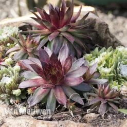 Sempervivum 'Mixed' 15 Sempervivum 'Mixed' -Flower Plants Shop SEMP V65856 A