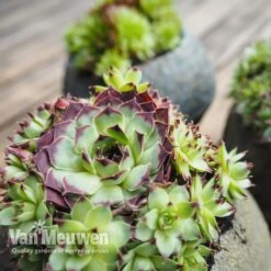 Sempervivum 'Mixed' 17 Sempervivum 'Mixed' -Flower Plants Shop SEMP V65856 B